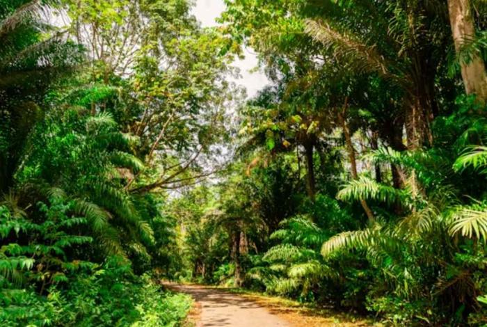 21 de junio: Día Internacional de los Bosques Tropicales