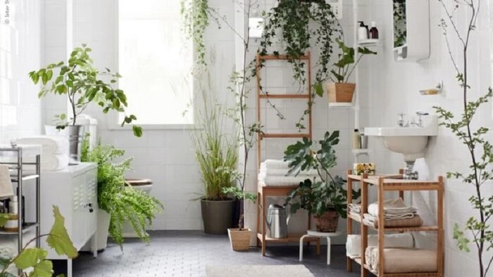 3 plantas que aman la humedad y son perfectas para colocar en el baño