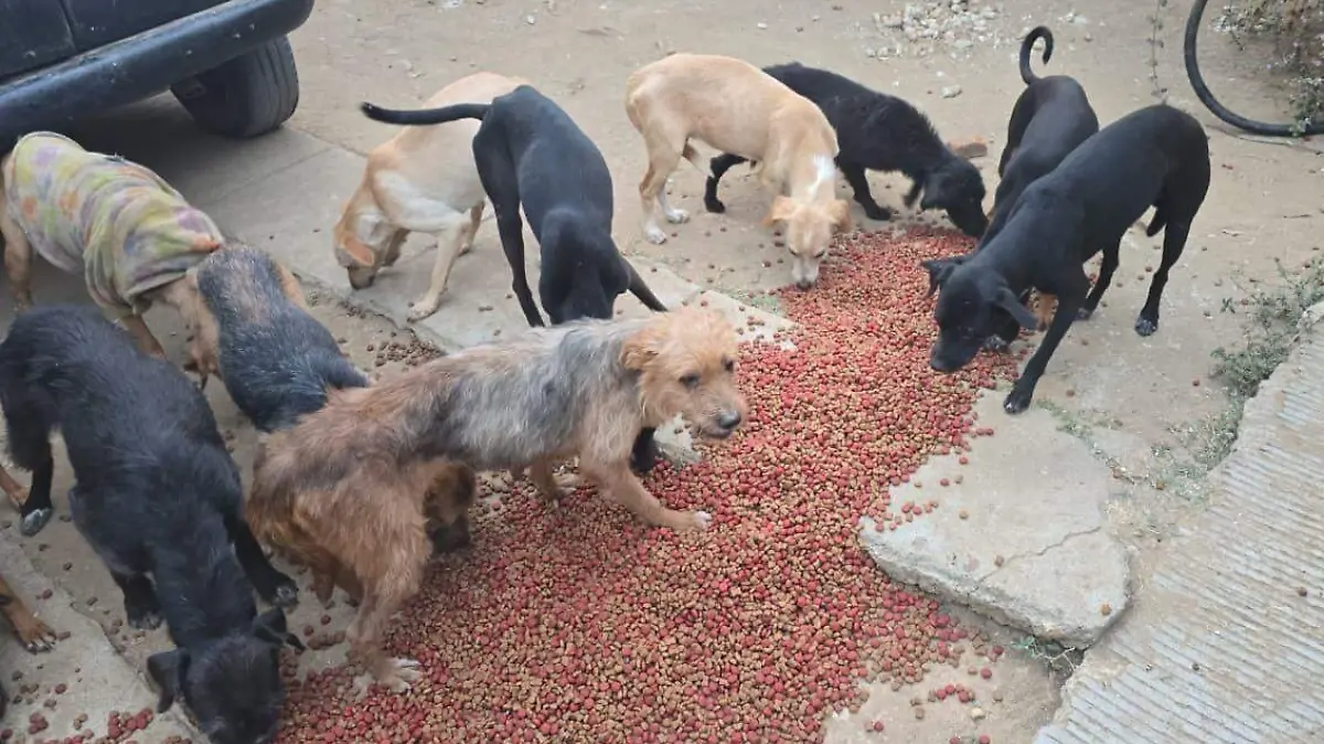 65 canes son rescatados de un rastro clandestino