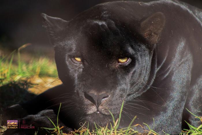 A correr por el jaguar: Zoo de Morelia será sede de esta carrera con causa