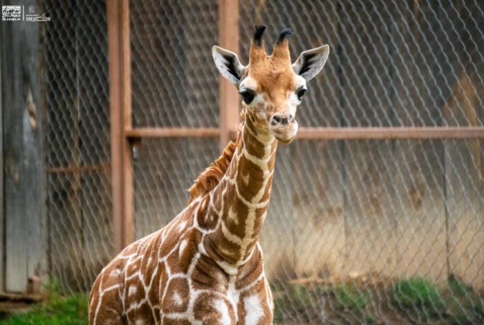 ¡A votar! Abre Zoológico convocatoria para nombrar a su nueva cría de jirafa