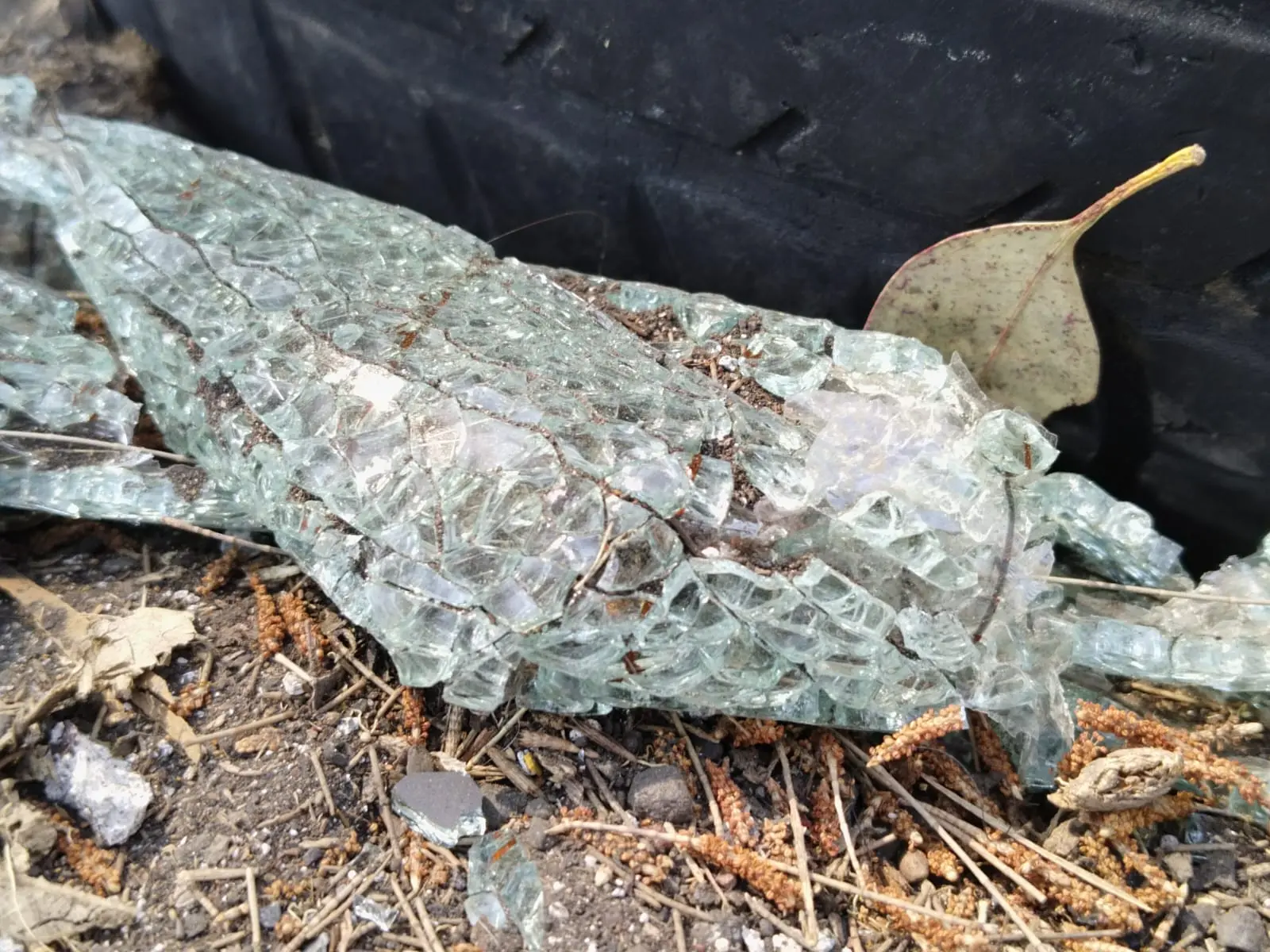 Accidente en Camelinas deja dos árboles caídos tras el impacto