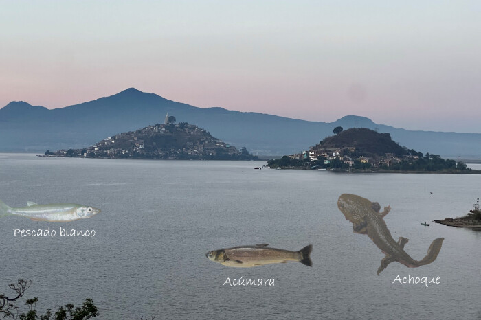 Achoque, acúmara y pescado blanco, los hijos nativos del Lago de Pátzcuaro que hoy solo viven en cautiverio