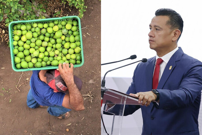 Acusa Torres Piña que falsa organización de limoneros intenta desinformar sobre producción en Apatzingán