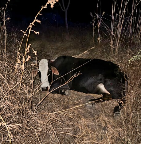 Adolescente motociclista muere tras chocar contra una vaca