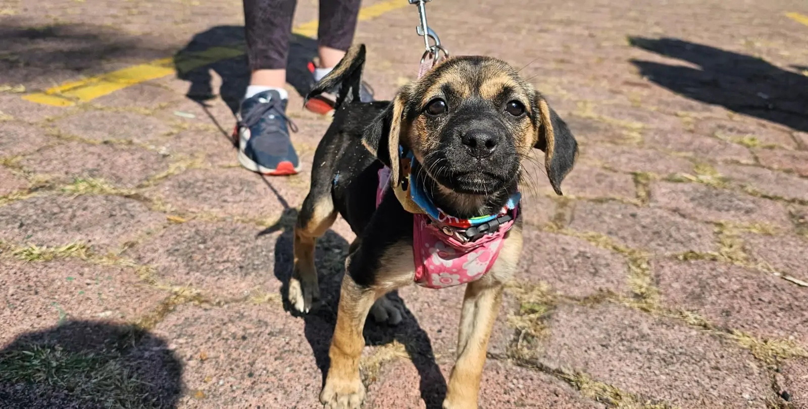 Adoptar un perrito o gatito: un acto de amor y compromiso