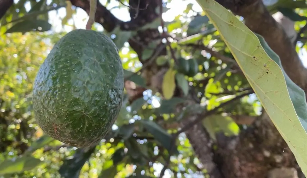 Aguacate michoacano el principal invitado al Super Bowl