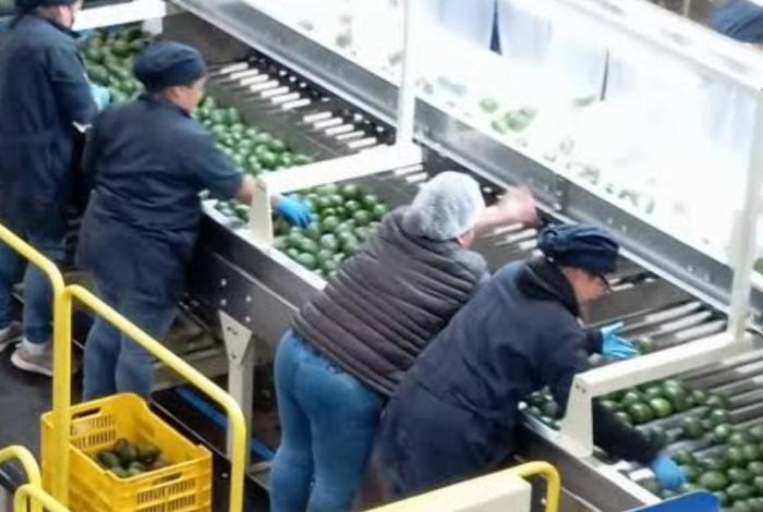 Aguacate michoacano volverá a cruzar la frontera; embajada de EU reanuda actividades