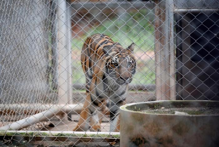 Al menos 72 tigres en cautiverio mueren por moquillo canino en Tailandia