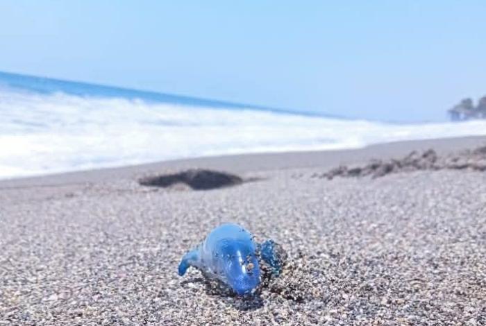 Alerta de peligro: detectan medusa dragón azul en playa de Coahuayana