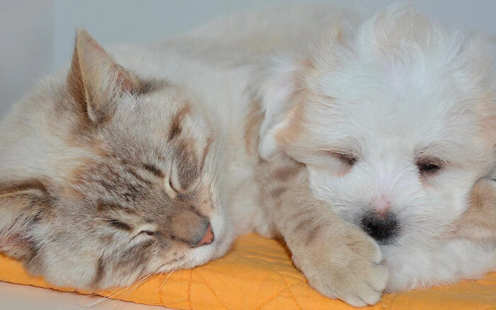 Alerta en EU por comida de mascotas contaminada con gripe aviar