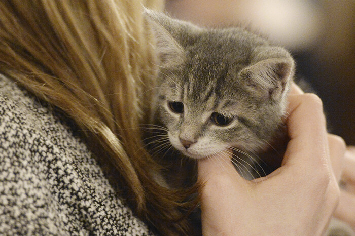 Alertan a dueños de mascotas en EUA y Canadá por comida contaminada con gripe aviar