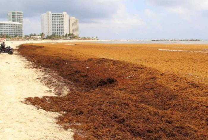Alertan por temporada atípica de sargazo en el Caribe mexicano; explican su origen