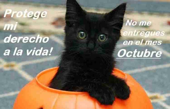 Alertan por temporada de adopción de gatos blancos y negros para rituales satánicos