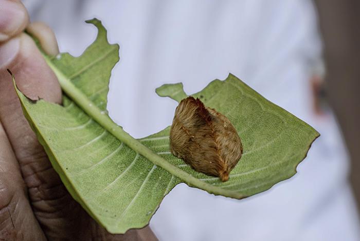 Alertan sobre la oruga peluche en Jalisco, una especie cuyo veneno puede afectar la salud