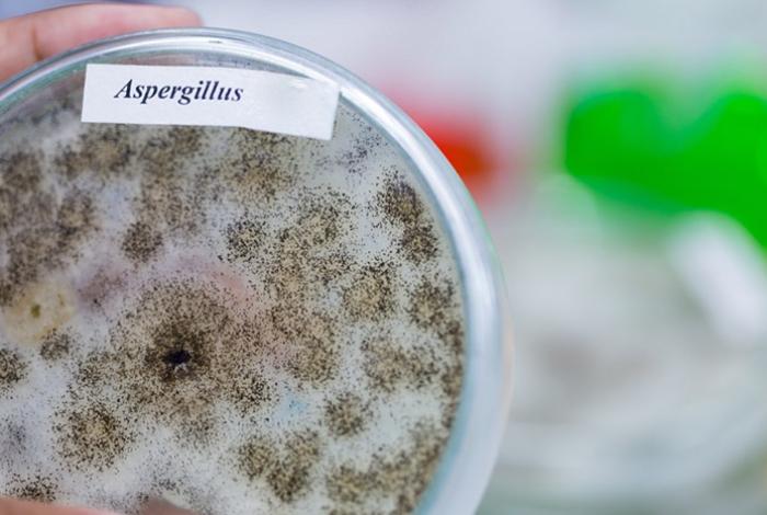 Algunos hongos provocan hasta 30 % de casos de cáncer de hígado, alerta científica