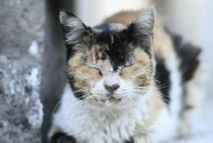 Animalistas acusan obstaculización para que gatos del panteón sean atendidos
