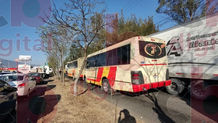 Animalistas señalan a transportistas de atropellar perros intencionalmente