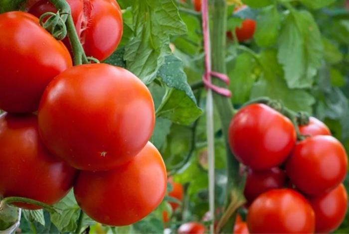 Ante aranceles y amagos de EUA, ha faltado claridad de reacción en México: Núñez