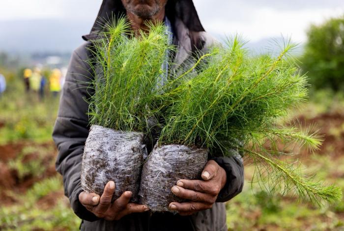 Anuncian plantación de 70 mil árboles en zona urbana de Uruapan