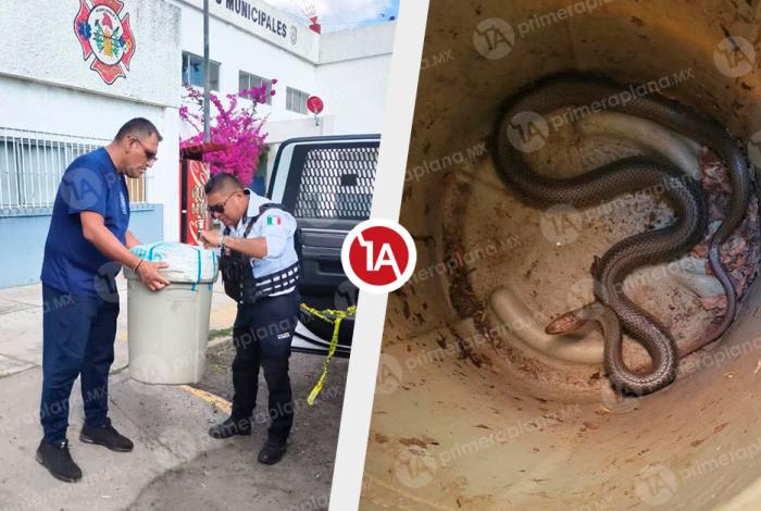Aparece otra víbora en Morelia, ahora en la Felícitas del Río