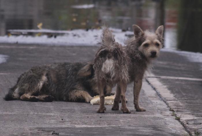 Apatzingán y Nueva Italia registran nuevo envenenamiento perros; colectivos demandan justicia