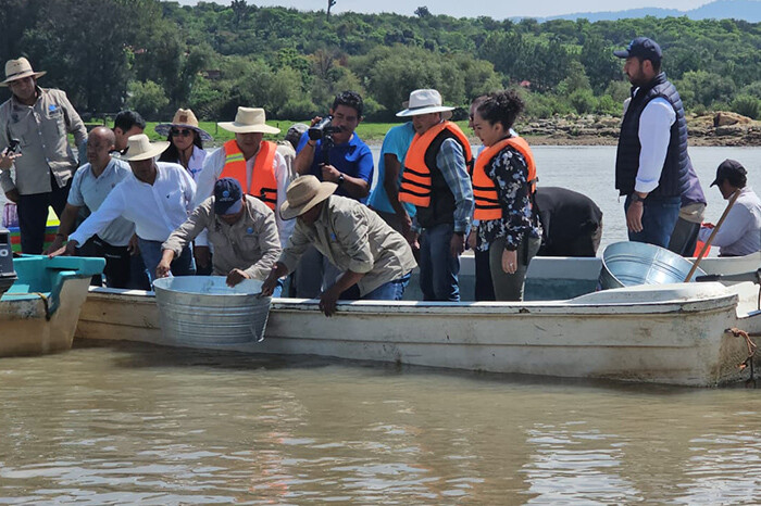 Arranca siembra de 50 mil crías del emblemático pescado blanco en el lago de Pátzcuaro