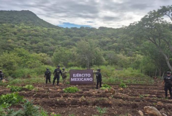 Aseguradas y destruidas 7 toneladas de marihuana en Turicato: SSP