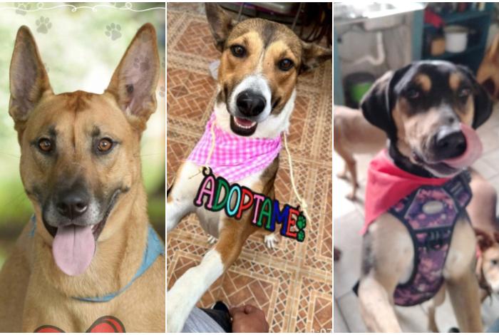 Aseguran 60 perros en una casa de Morelia; refugios para animales ya están a tope