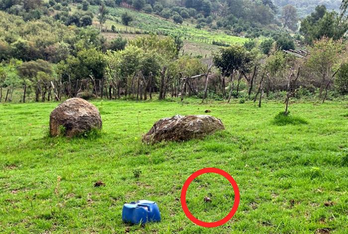 Aseguran artefacto explosivo improvisado en Tangamandapio