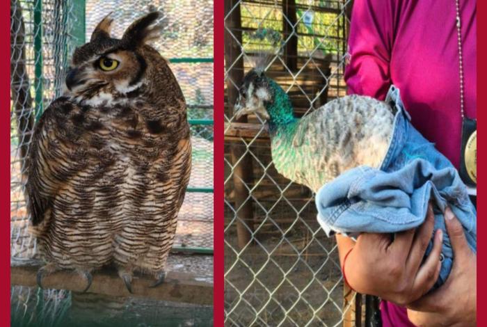 Aseguran aves, arm4s, piezas arqueológicas, identificaciones y dr0ga en Huetamo