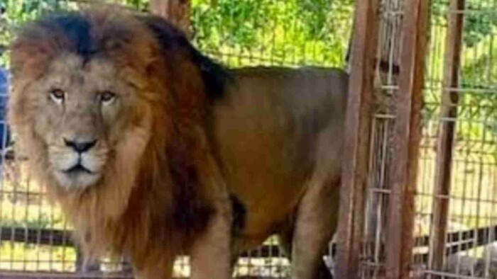 Aseguran dos leones y once venados en Jalisco durante operativo de la FGR