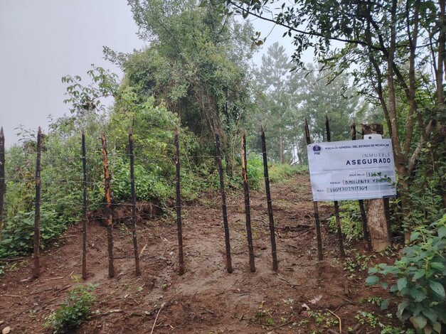 Aseguran dos predios con plantación irregular de aguacates