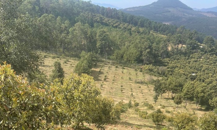 Aseguran predio con plantación ilegal de aguacate