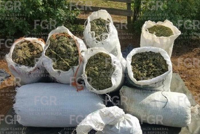 Aseguran una tonelada de mar1huan4 en Turicato