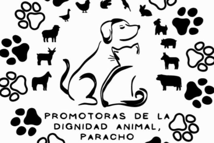 Asociaciones animalistas de Michoacán gritan “¡Ya basta!” al envenenamiento masivo de perros y gatos