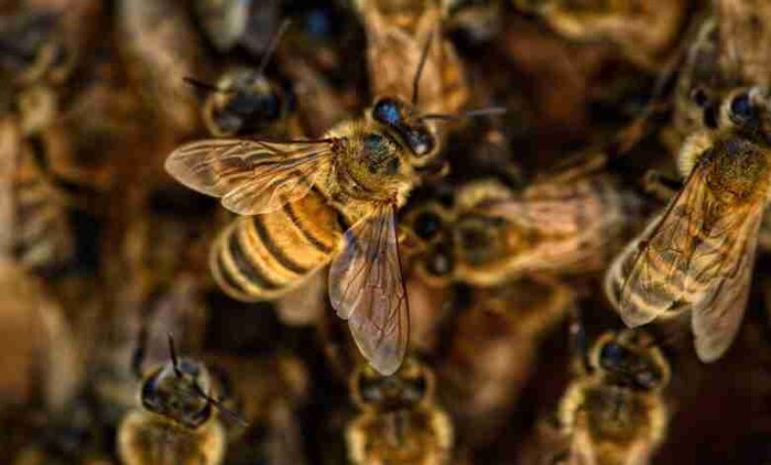 Ataques de abejas en Sinaloa dejan 1 muerto y 17 heridos