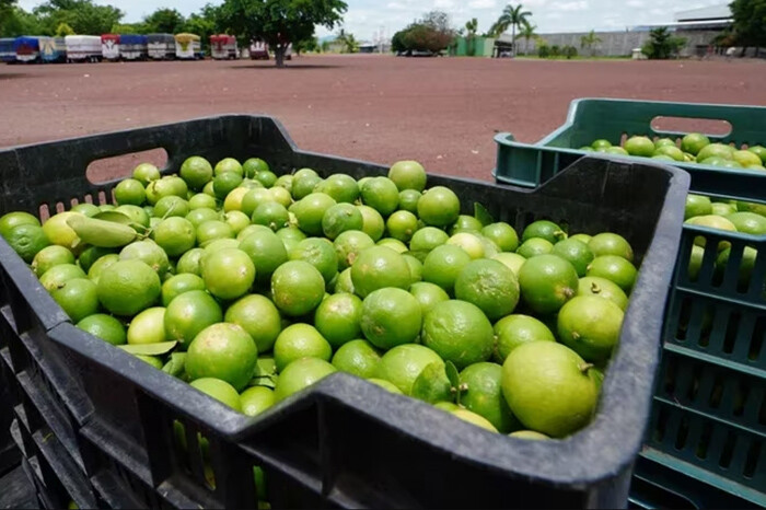 Aumenta producción del limón michoacano un 15% en el primer semestre de 2024