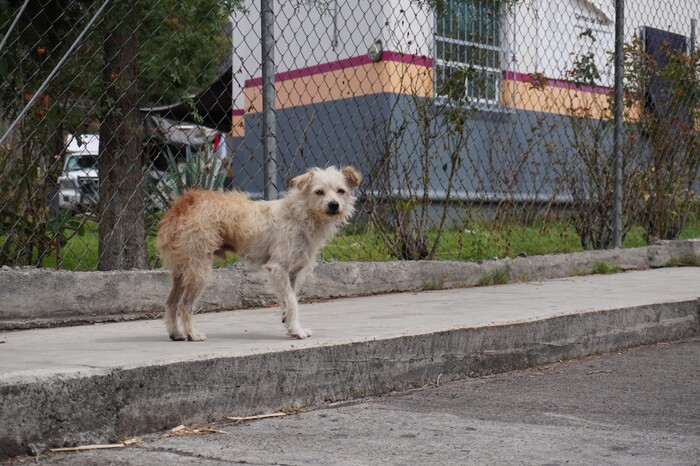 Aumentan 70% reportes de lomitos y michis extraviados por estragos de pirotecnia