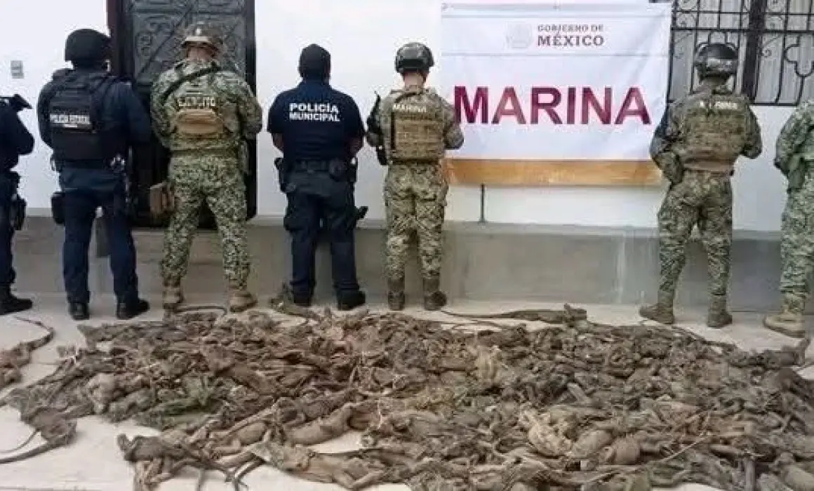 Autoridades ambientales aseguraron 192 iguanas verdes en Oaxaca; 31 murieron