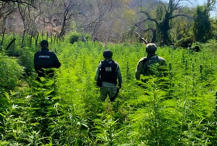 Autoridades destruyen plantío de marihuana y narcocampamento en Buenavista