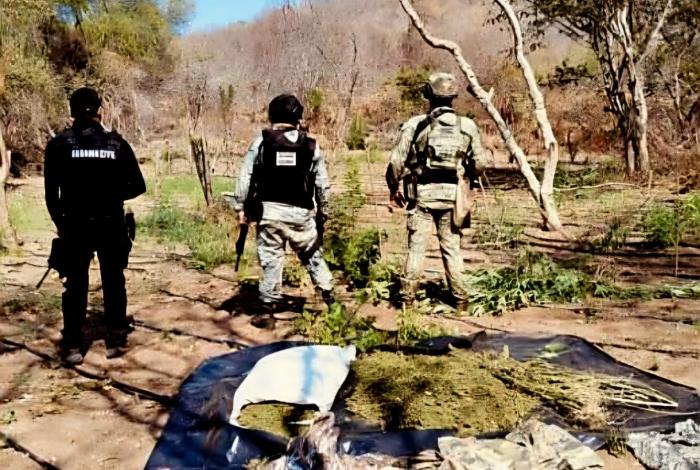 Autoridades destruyen plantío de marihuana y narcocampamento en Buenavista