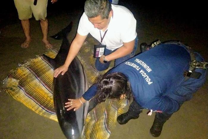 Autoridades liberan a un delfín varado en la costa michoacana