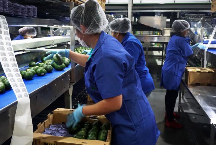 Avanza formalización del empleo en el sector aguacatero