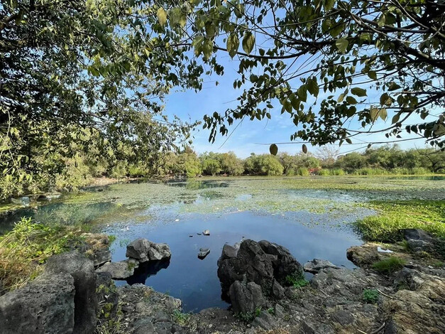 Avanza la recuperación del manantial de La Mintzita; se han limpiado 1.3 hectáreas: Compesca