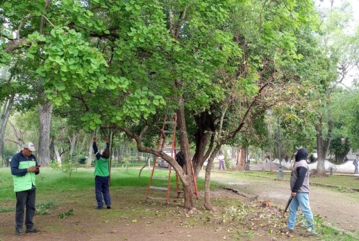 Avanza poda sanitaria con 609 árboles intervenidos