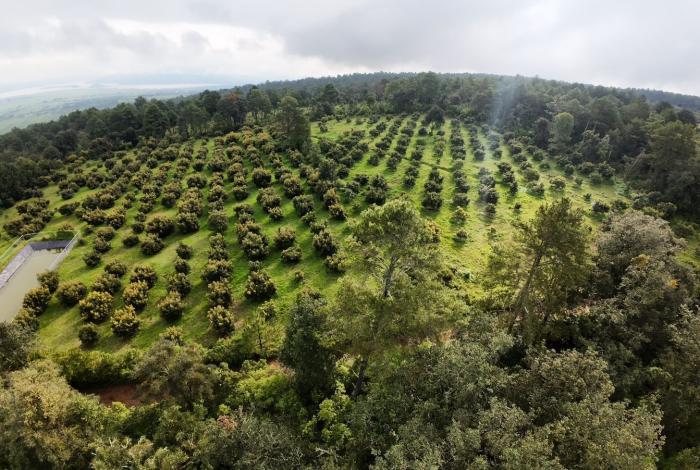 Avanza proceso de Indicación Geográfica para proteger al aguacate: Bedolla