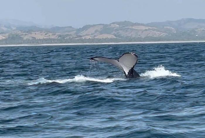 Avistamiento de ballenas en Michoacán será bajo norma oficial de Semarnat: Bedolla