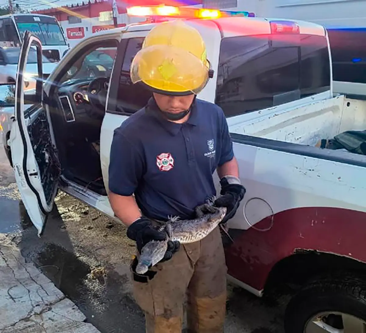 Avistamientos de cocodrilos disparan alertas en Tamaulipas; autoridades preparan traslado a UMA