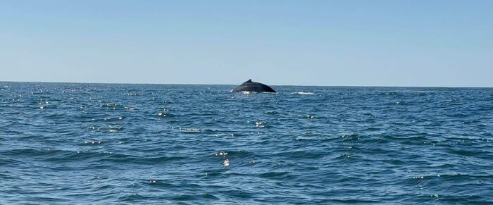 Ballenas cautivan durante su paso por las playas michoacanas